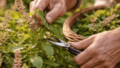 Practical Considerations for Sourcing Botanical Ingredients in Bulk