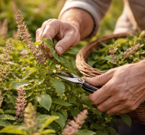 Practical Considerations for Sourcing Botanical Ingredients in Bulk